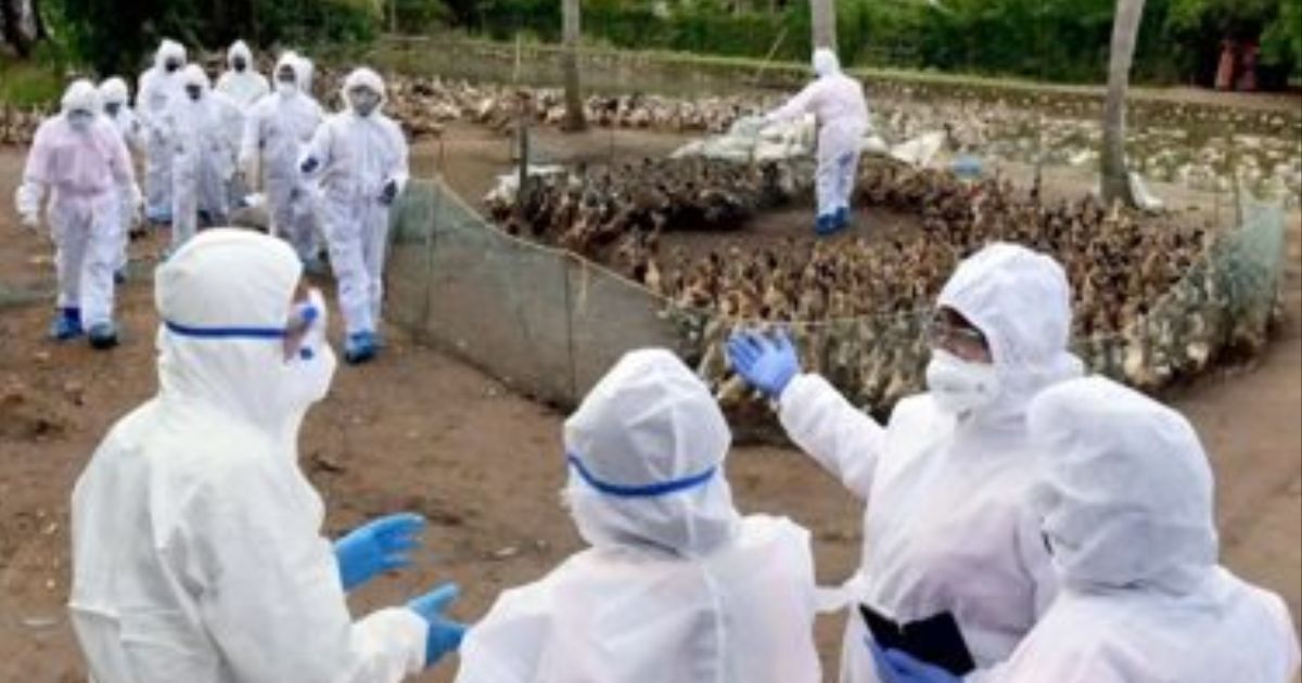 Bird Flu: Jharkhand on alert after over 400 chickens die in Bokaro